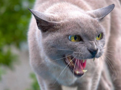 У Борисполі кошеня хворе на сказ вкусило жінку