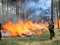 Сьогодні на Київщині оголошено надзвичайний рівень пожежної небезпеки