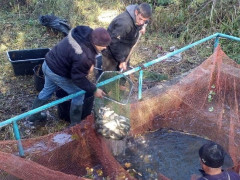 У Тетіївській ОТГ до Галайківського водосховища випустили 1 600 кг товстолоба