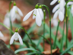 У Чорнобилі через різке потепління зацвіли первоцвіти