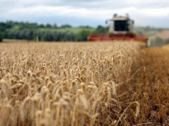 На Київщині пройшли обшуки через махінації в зерновій компанії на 57 млн дол
