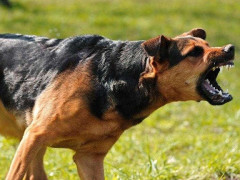 На Вишгородщині собаки гуляли без господарів та роздерли чужого кота