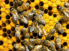 Бджолярів Студениківської громади попереджають про обробіток полів препаратами