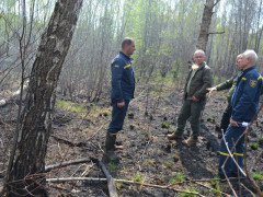 У зоні ЧАЕС вже три дні не фіксують лісових пожеж (ФОТО,ВІДЕО)
