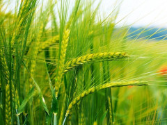 Прогноз погоди для мешканців Київщини на 6-те серпня