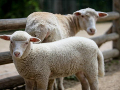 Господарство Київщини з утримання кіз та овець отримає понад 5 млн