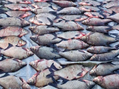 Жителі Бориспільщини наловили риби на 33 тис грн (ФОТО)