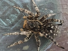 У Богуславському районі спіймали тарантула 