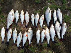 На Київщині проводять облави на рибних браконьєрів