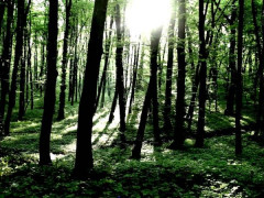 На Київщині незаконно привласнили землі лісгоспу