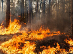 На Київщині очікується надзвичайний рівень пожежної небезпеки