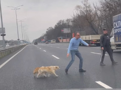 На Бориспільській трасі чоловік заблокував рух, щоб врятувати собак (ВІДЕО)