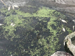 На Броварщині зафіксували замор риби в річці (ФОТО)