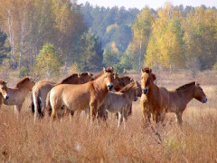 Від страшної пожежі у зоні ЧАЕС страждають тварини (ФОТО, ВІДЕО)