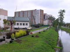 У Гостомелі висаджують на березі річки екзотичні дерева