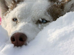 На Бориспільщині горе-господарі хотіли вбити пса у засніженому полі (ФОТО)