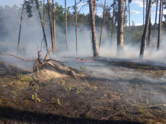 В Обухівському районі сталася пожежа в лісі (ФОТО)