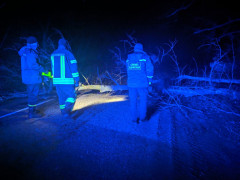 У Бородянському районі перекрило рух повалене дерево
