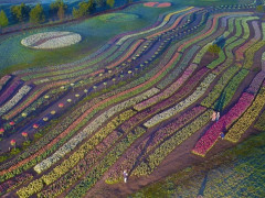 У "Добропарку" розцвіли майже 4 млн тюльпанів (ФОТО)