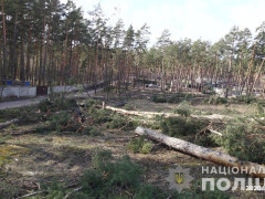 В Ірпені невідомі особи зрубали 60 сосен (ФОТО)