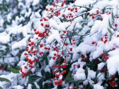 Погода для жителів Київщини на 1-ше грудня