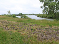 У Макарівському районі землі водного фонду незаконно передали для ведення сільського господарство 