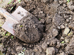  Під Києвом вандали викопують з лісу сосни (ФОТО)