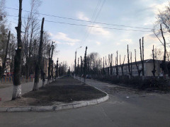 У Гостомелі порятунок дерев від шкідників може призвести до їх загибелі (ФОТО)