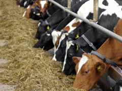 У Сквирському районі агрофірма хоче побудувати роботизовану ферму