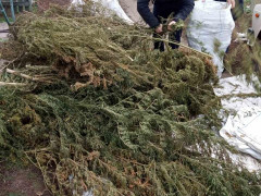 Поліція затримала "наркобарона" зі Ставищенського району