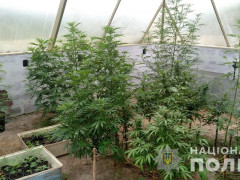 У Миронівському районі чоловік у парнику вирощував коноплю (ФОТО)