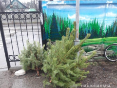 На Київщині продавці ялинок реалізують свій товар в заборонених місцях   