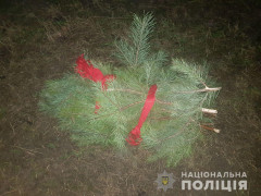 У Ірпені чоловік посеред міста рубав гілки хвойних дерев (ФОТО)