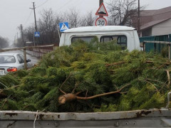 У Київській області продавці хвойних дерев реалізують товар без дозвільних документів 