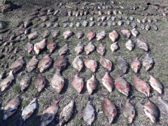 На Київщині два браконьєри наловили риби на понад 20 тис грн 
