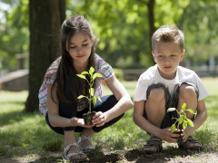 Школяри Київської області висадять 23 тис дерев
