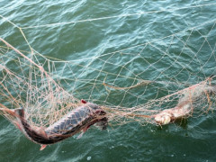 Рибпатруль бореться із браконьєрстом в Іванківській громаді
