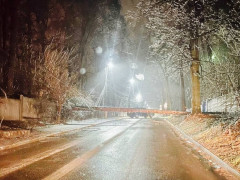 В Ірпені повалене дерево повністю перекрило дорогу