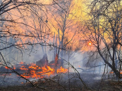 Фахівці підрахували збитки від пожежі в Чорнобильській зоні