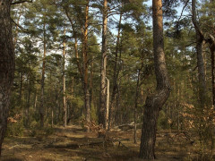 Ліс на Київщині вперше офіційно визнали природним