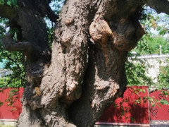 У Богуславі знайшли унікальну 100-річну черешню