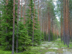 Правоохоронці заблокували схему викрадення 50 га лісу на Вишгородщині