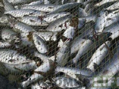 На Бориспільщині браконьєр виловив більше 100 кг риби (ВІДЕО)