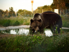 Притулок для медведів у Пристоличній ОТГ незабаром відкриється для відвідувачів