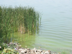 В Яготині збираються чистити річки