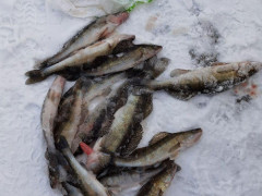 У Вишгороді біля ГЕС спіймали 26 браконьєрів