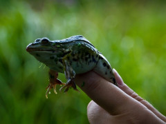 У зоні відчуження науковці досліджують гібридних жаб
