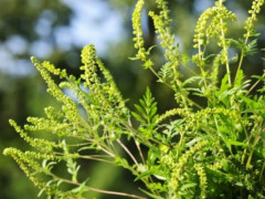 В Ірпені на боротьбу із амброзією виділили 50 тис грн (ВІДЕО) 