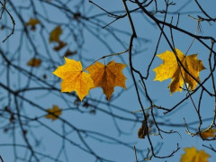 Прогноз погоди для жителів Київщини на 8-ме жовтня