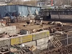 На березі річки в Обухівській ОТГ виявили сміттєзвалище з трупами тварин (ВІДЕО)